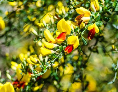 Nahuel Huapi Gölü kıyısında çiçekler.