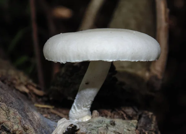 Mushrooms Forest — Stock Photo, Image