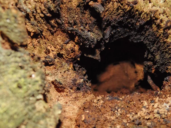 Stock image Hollow in an old tree I die