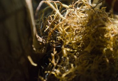 Kuru yosun, tencereyi süslüyor.