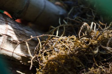 Kuru yosun, tencereyi süslüyor.