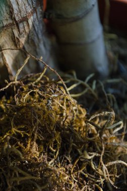 Kuru yosun, tencereyi süslüyor.