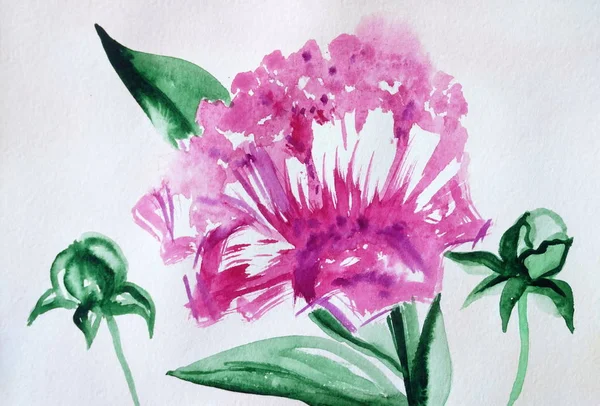 Drawing of bright pink flower peony