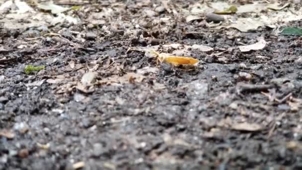 Small Yellow Moth Landed Autumn Ground Flaps Its Wings Butterfly — Stock Video