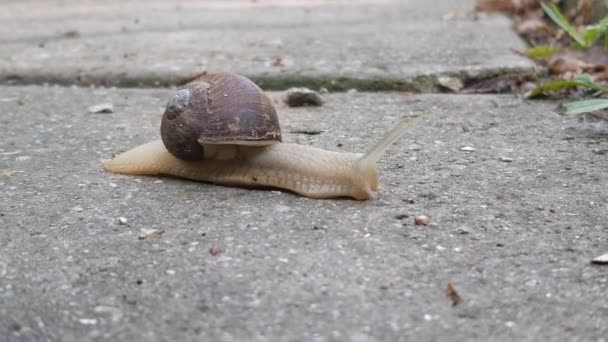 Caracol Grande Arrastrándose Sobre Asfalto Arrastrando Una Gran Concha Mirando — Vídeo de stock