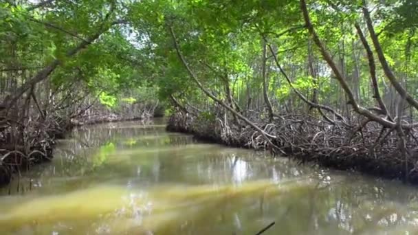 Folyó a mangrove erdőben. A gyökerek a mangrove fák a mangrove erdőben a trópusi erdőben. — Stock videók