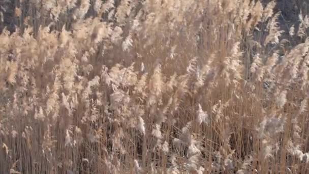 Common Reed. Dry reeds in the swamp in early spring. — Stock Video