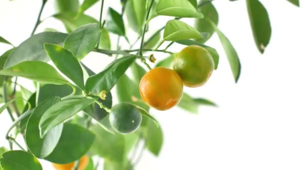 Kumquat träd med frukter och blad — Stockvideo