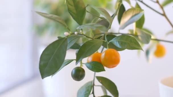 Naranja casero maduro en la rama — Vídeo de stock