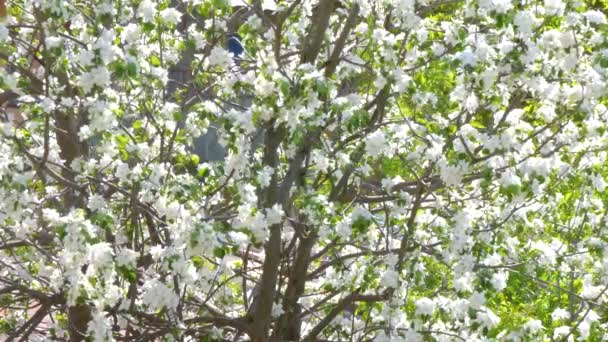 Blühende Kirsche. Hintergrund. Frühling. — Stockvideo