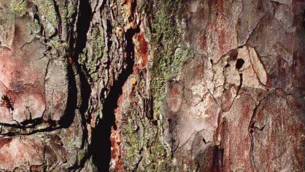 Le formiche camminano sulla corteccia di un albero. Percorso formica . — Video Stock