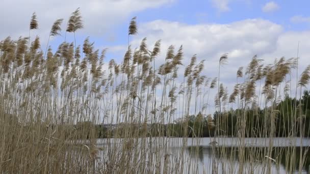 Plantas secas de caña común o cañas de agua en invierno, Las plantas de hierba de los humedales y creciendo en el estuario del río . — Vídeos de Stock