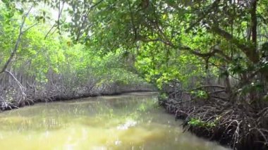 Çalılıkları mangrov ağaçlar gelgit bölgesinde
