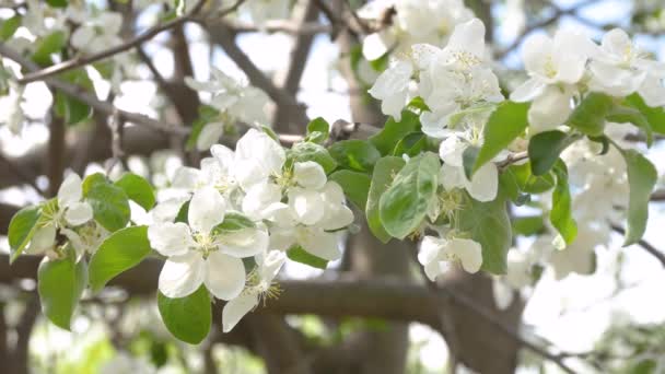 Weiße Apfelblüten. schön blühende Apfelbäume. Hintergrund mit blühenden Apfelblüten in sonnigem Frühlingstag — Stockvideo