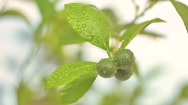 Jóvenes frutos anaranjados inmaduros balanceándose en el viento sobre una rama — Vídeos de Stock