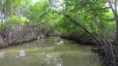 mangrov ağaçlarının sular altında orman