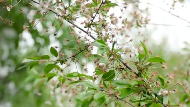 Pétalos blancos caídos en un cerezo floreciente. Flores en ramas sin pétalos . — Vídeos de Stock