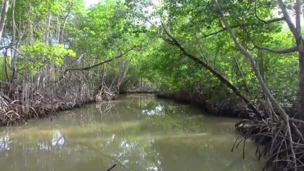 Foresta allagata di alberi di mangrovie — Video Stock