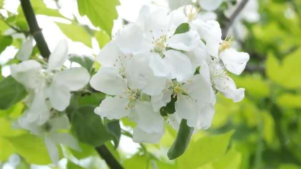 Blommande äppelträd på våren. — Stockvideo