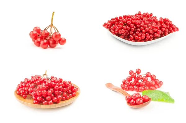 Set of ripe red viburnum over a white background — Stock Photo, Image