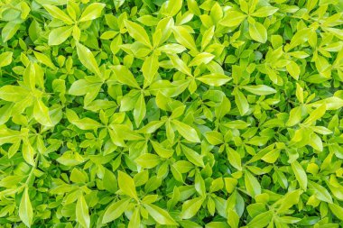 Çim yeşil çim ile. Arka plan için yeşil çim.