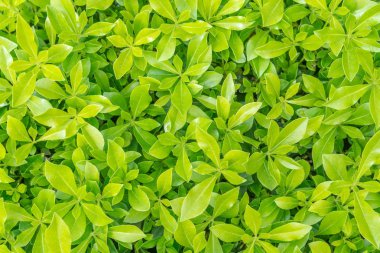 Yeşil çim arka plan vinyet veya doğal duvarlar doku Oldukça tasarım da kullanılmak üzere ideal.