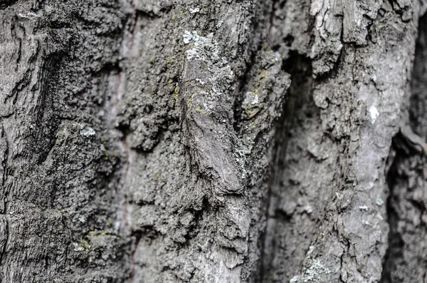 Textura de corteza de árbol viejo. antecedentes — Foto de Stock