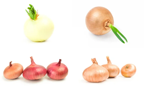Set of Bulb of onion isolated on a white background with clipping path — Stock Photo, Image