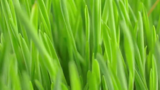 이 슬 방울 근접 촬영으로 신선한 녹색 봄 잔디 — 비디오