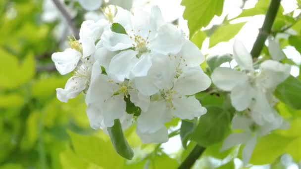 Beautiful apple tree branch. Close-up — Stock Video