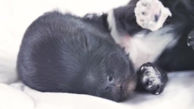 Rahat bir battaniye üzerinde yatan uyuyan Yorkshire Terrier köpek yavrusu portresi. Yakından kapatın. Onu uyku ve tatlı esneme köpek twitches.