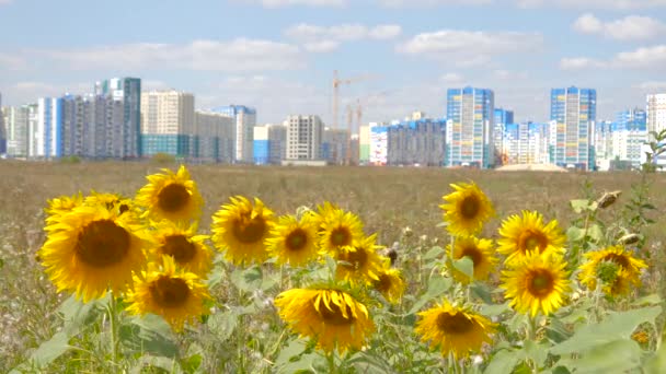 Bau eines Hauses auf dem Hintergrund eines Feldes mit Sonnenblumen. Foto des neuen Wohngebiets. ein Haus in der Natur — Stockvideo