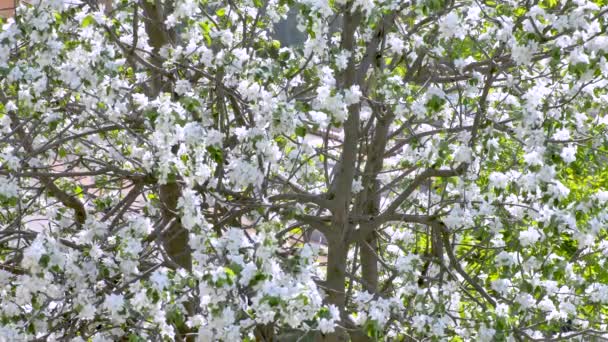 Meli in fiore primo piano . — Video Stock