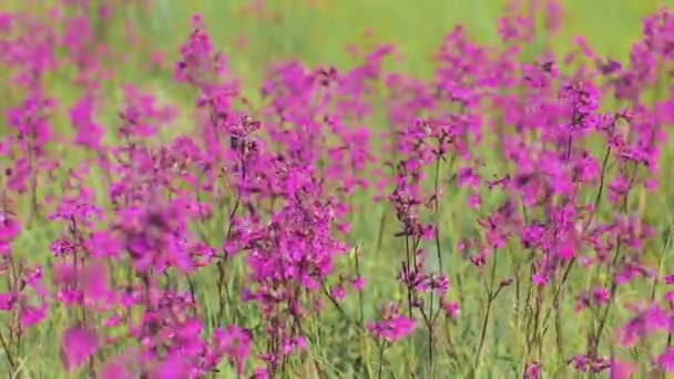 Chamaenerion angustifolium is a perennial herbaceous plant in the willowherb family Onagraceae. It is native throughout the temperate Northern Hemisphere — Stock Video