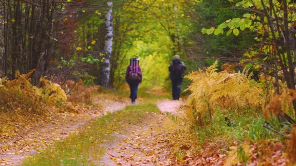 Två turister med ryggsäckar går på en skogsväg. Slappna av Concept. Vandring — Stockvideo