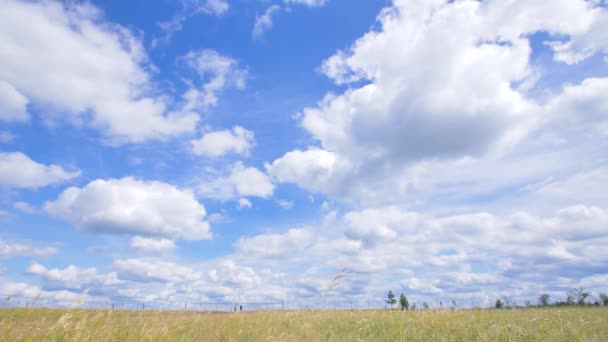 農場だ草と完璧な空のフィールド — ストック動画