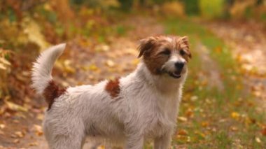 Saf olmayan köpek parkta sahibini izliyor ve emirlerini bekliyor.