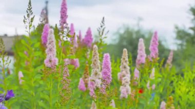 Dekoratif çiçekler Spirea 'yı tanıtır. Çiçek tarlası