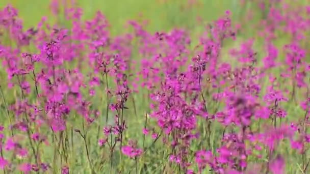 Rosa fält blomma av viscaria — Stockvideo