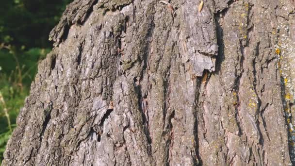 Hormigas arrastrándose sobre un tronco de árbol — Vídeos de Stock