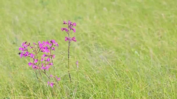 Zachte pastel zomerachtergrond met bloemen.Gemeenschappelijke hars bloeit. — Stockvideo