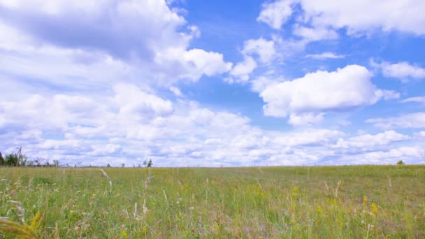Sommer. Ein großes Feld mit Gras und ein heller Himmel mit weißen Wolken. — Stockvideo