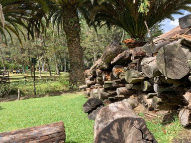 Kamp ateşi için odun biriktirdim.