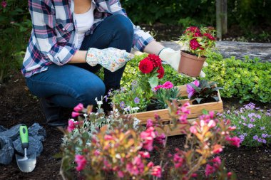 Unrecognizable female gardener holding beautiful flower ready to be planted in a garden. Gardening concept. Garden Landscaping small business start up. clipart