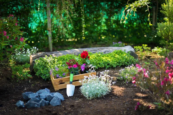 Tuinieren Krat Vol Prachtige Planten Tuin Gereedschappen Klaar Voor Aanplant — Stockfoto