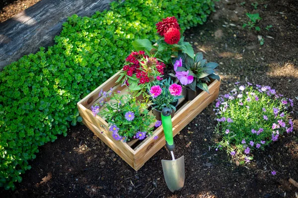 Tuinieren Krat Vol Prachtige Planten Tuin Gereedschappen Klaar Voor Aanplant — Stockfoto