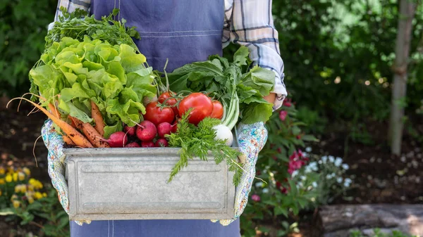 Une Agricultrice Méconnaissable Tenant Une Caisse Pleine Légumes Fraîchement Récoltés — Photo