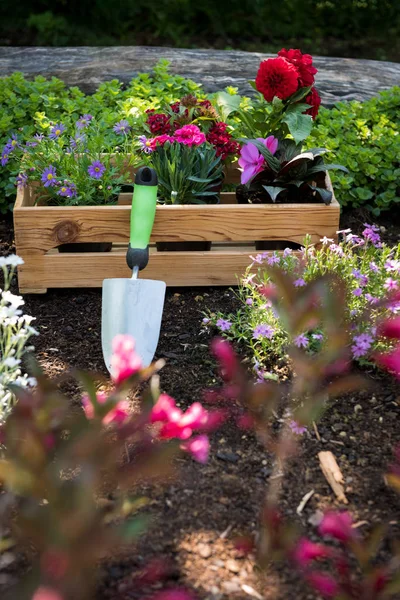 Tuinieren Krat Vol Prachtige Planten Tuin Gereedschappen Klaar Voor Aanplant — Stockfoto