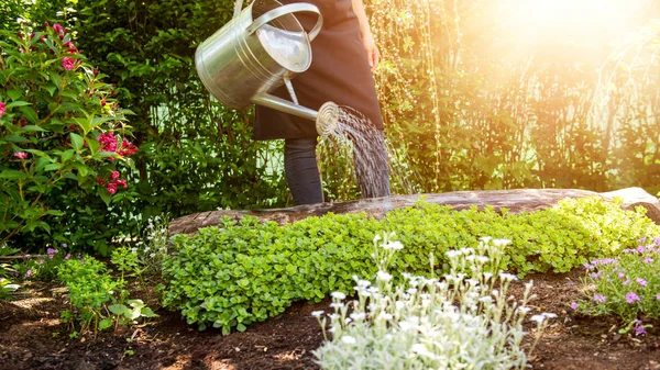 Mujer Irreconocible Regando Macizo Flores Usando Regadera Jardinería Concepto Hobby — Foto de Stock