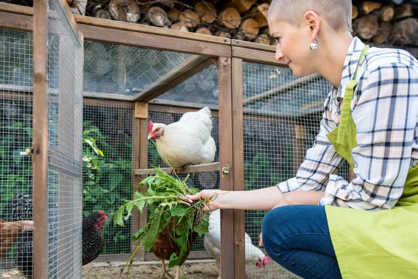 Genç Kadın Onu Ücretsiz Aralığı Tavuk Besleme Yumurta Tavukları Genç — Stok fotoğraf